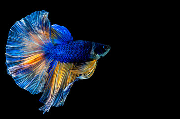 Beautiful multi color Betta fish with clipping path, Siamese fighting fish on black background.