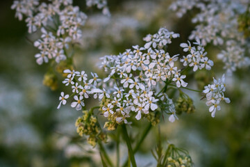 white flowers in the garden