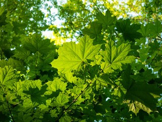Fototapeta na wymiar Natural background - maple leaves lit by the rays of the sun - bottom view