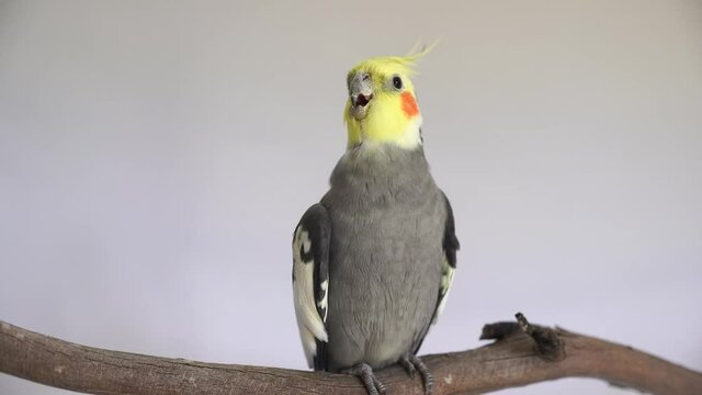 one cockatiel perch bird parrot pretty cute rosy cheeks and yellow crested head grey male cockatiel portrait head shot with isolated on plain background with copy space 4K	