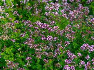 Fototapeta premium Field of flowering thyme - beautiful natural background, natural seasoning