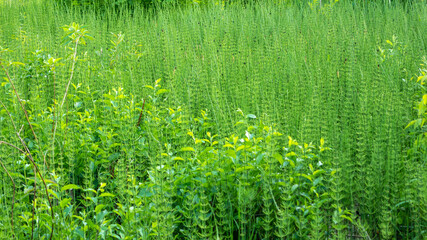Natural landscape - a fragment of a large swamp overgrown with plants - horsetail, natural...