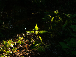 A ray of sunshine illuminates a nettle sprout in a dark forest