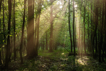 Fototapeta na wymiar Sunbeam entering rich deciduous forest