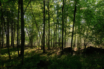 Fototapeta na wymiar Sunbeam entering rich deciduous forest