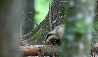 Badger(Meles meles) next to stump © Aleksander Bolbot