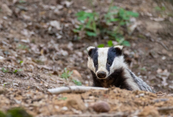Fototapeta premium Badger(Meles meles) close-up portrait