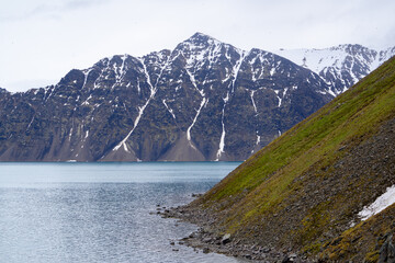 A green slope close to a bird colony on Spitsbergen. Snow covered mountain in the background
