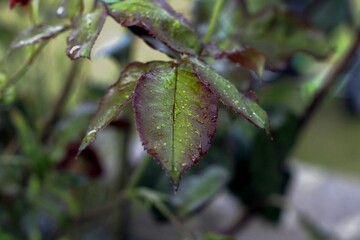 water drops on a leaf