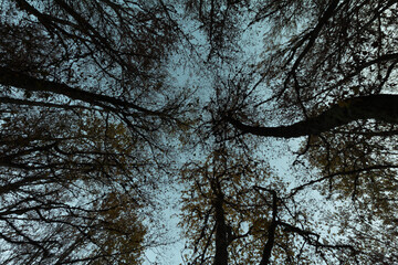 Fototapeta premium Low angle shot in a forest. Looking up trees