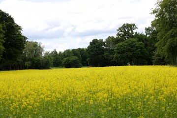 rapeseed field in spring