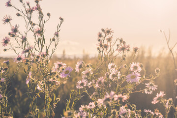wild flowers in a field