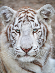 white bengal tiger
