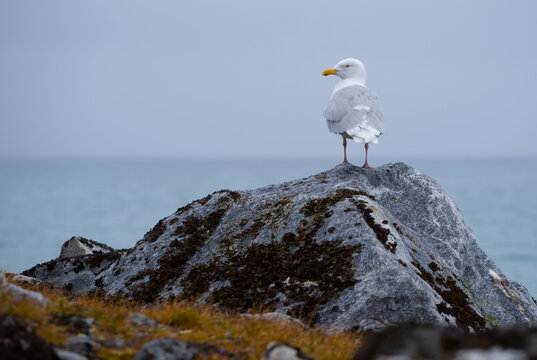 Glaucous gull standing on a rock on Spitsbergen. Moss in the foreground and the fjord in the background.