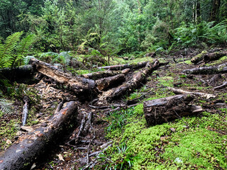 Fototapeta premium Old stump in the rain forest of Tarkine Tasmania 