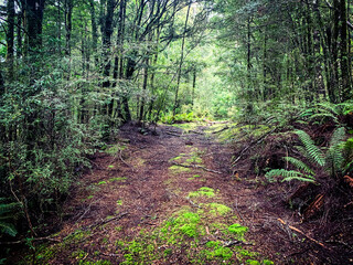 path in the Tarkine forest of Tasmania. 