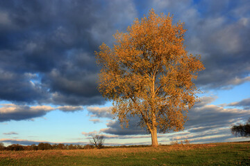 Fototapeta premium Lonely tree in a field