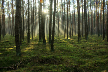 Rays of the rising sun in the forest 