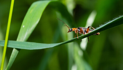 insecta, natur, herrgottsk&auml;fer, gras, badgered, makro, rot, green, k&auml;fer, sommer