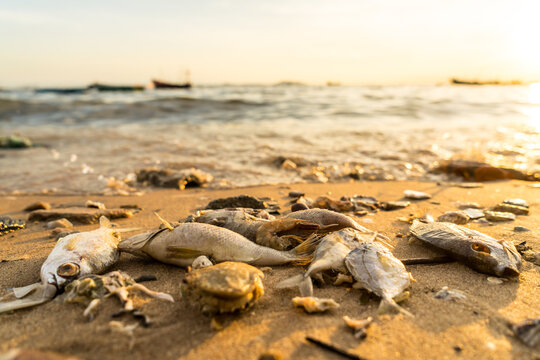 Carcasses of Sea creatures on the beach during sunset