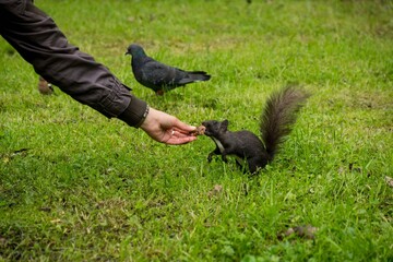 Obraz premium hand-feeding a black squirrel