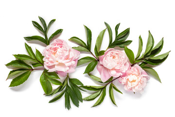 Pink peony flowers and green leaves on a white background. Isolated. Top view.