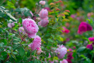 
Blooming roses in the park on a natural scenic background