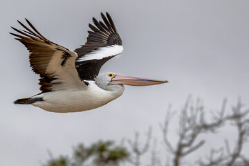Fototapeta na wymiar Pellican flying with its wings raised. Taken at Cabbage Tree Point Queensland Australia