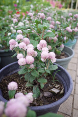 Fototapeta na wymiar Pot of Pink Pastel Globe Amaranth or Gomphrena Globosa Flower in the Garden in Morning 