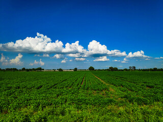 Fototapeta na wymiar green field and cloudy sky