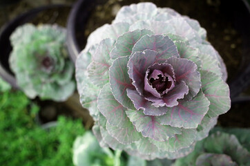 Young Ornamental Cabbages Brassica Oleracea decorative cabbage flowers                             ...