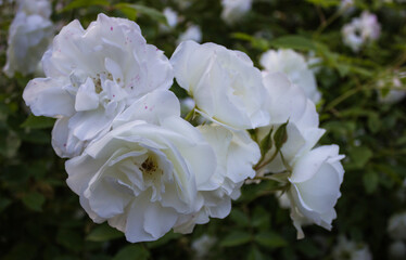 A branch of white blossoming roses close-up on a background of green foliage. Tenderness and beauty