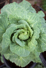 Texture of green cabbage leave flower (Brassica oleracea var. acephala)                                                                                                   