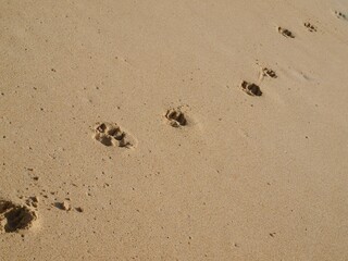 Beach view, paws prints in sand. Going dog. Conceptual image. Imprint of animal, pet. Traces of dog paws on clean wet sand in one line. Summer time, vacation with pets. Close-up, concept, idea, macro