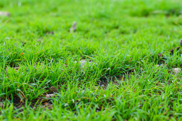Green Grass Background Image Over The Hills.