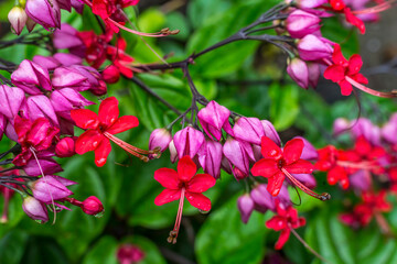 Pink Red Chinese Honeysickle Easter Island Chile