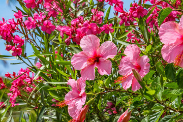 Seminole Pink Tropical Hibiscus Flowers Easter Island Chile