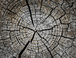 Slice of cut tree, as wallpaper concept. Wooden background with ring from dry pine tree. Close up picture of old tree pattern that show age of tree. 