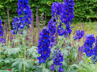 Delphinium belladonna | Rittersporn oder Garten-Rittersporn, eine schicke Nachblüte im Frühling,...