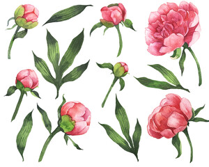 Watercolor Pink peonies clipart. Floral illustration. Spring and summer flowers. Hand Drawn Peonies on white background. It can be used for card, postcard, cover, wedding invitation.