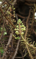 Obraz premium Young Green Budding Sal Flower on Cannonball tree or Sala Tree 