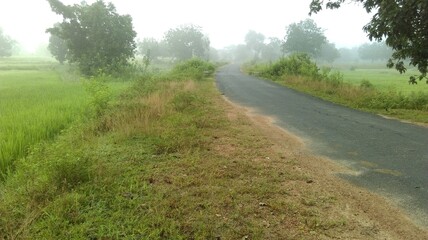 road in the field