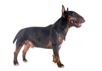 miniature bull terrier