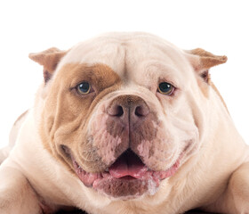 Fototapeta premium american bully in studio