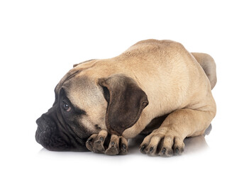 young bullmastiff in studio