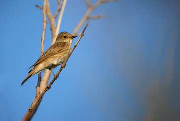 Spotted Flycatcher - Muscicapa striata, shy little perching bird from European forests, Pag island, Croatia.