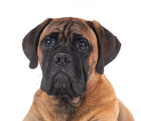 young bullmastiff in studio