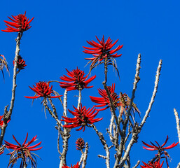 Colorful Red Coral Tree Cholula Mexico