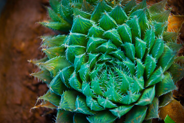 Thorny Alien Flower