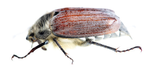 Beetle on a white background.